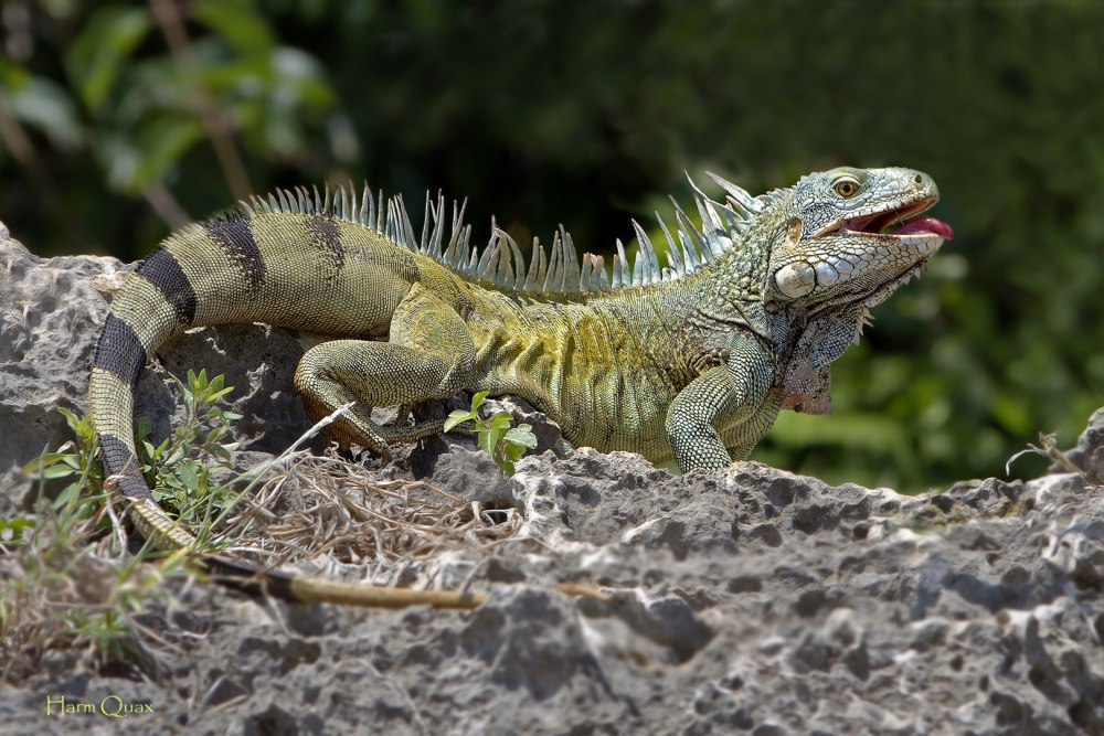 Мотагуауанская шипохвостая игуана