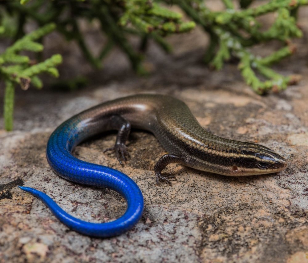 Аптекарский сцинк