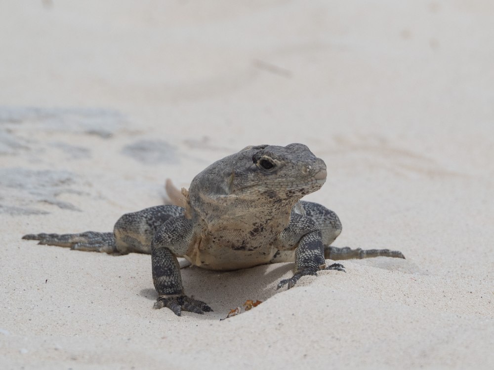 Морские ящерицы в черном море