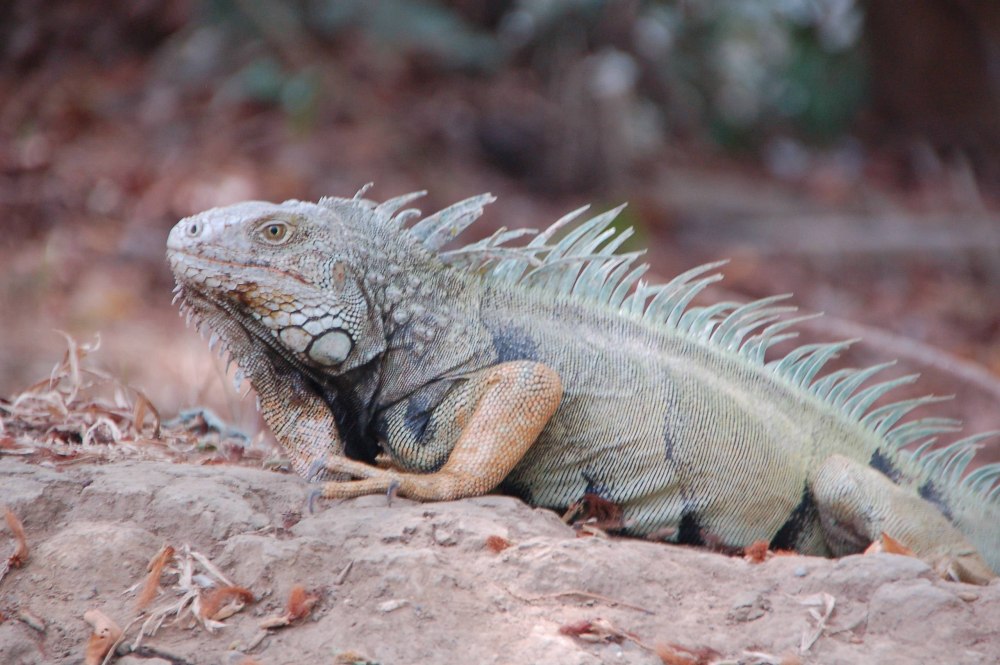 Древесная игуана