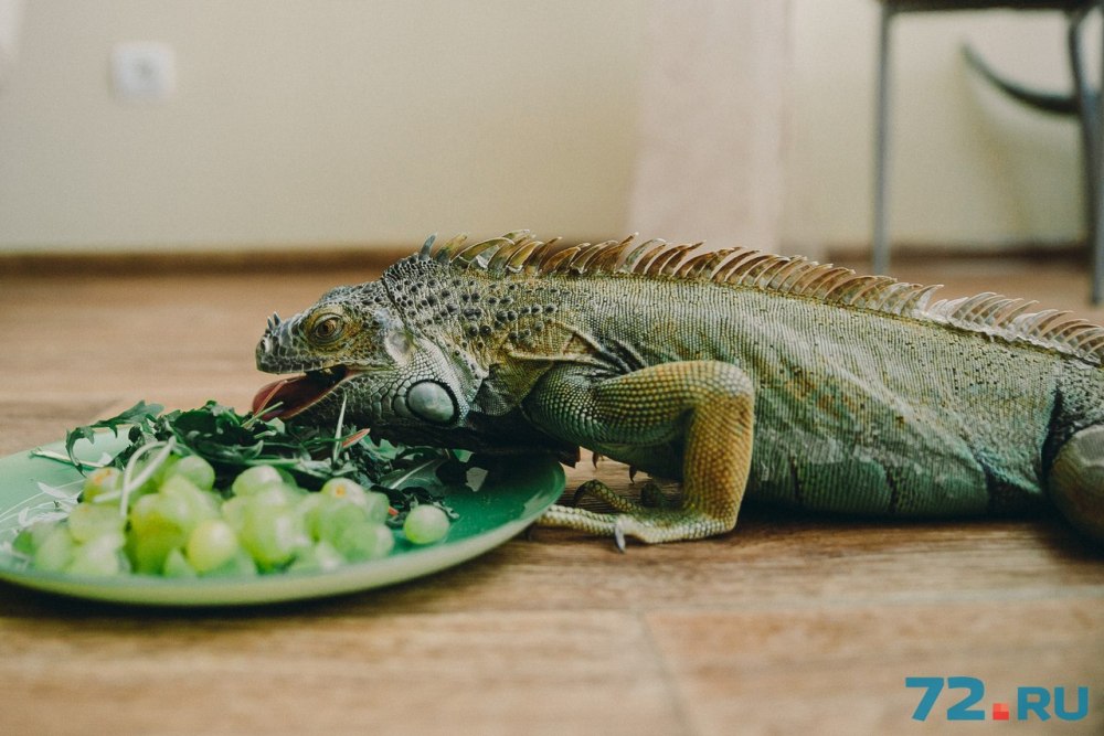 Игуана в доме