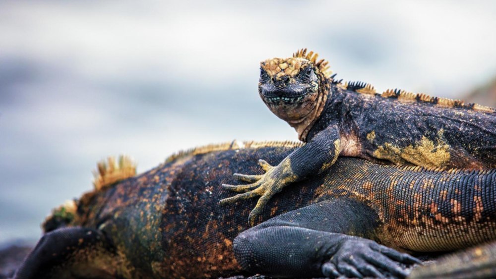 Галапагосы игуана