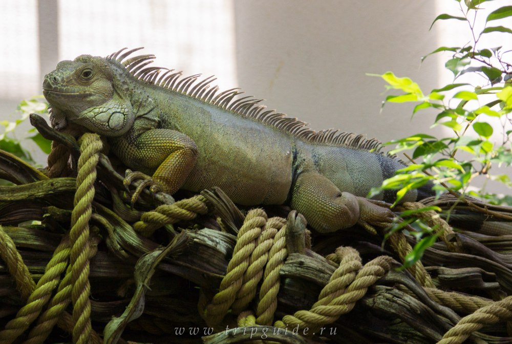Мраморная саламандра в амстердамском зоопарке