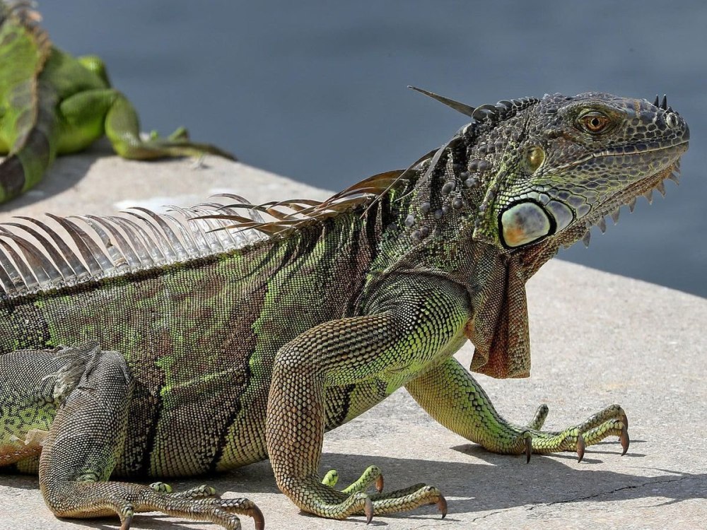 Зеленая игуана Флорида