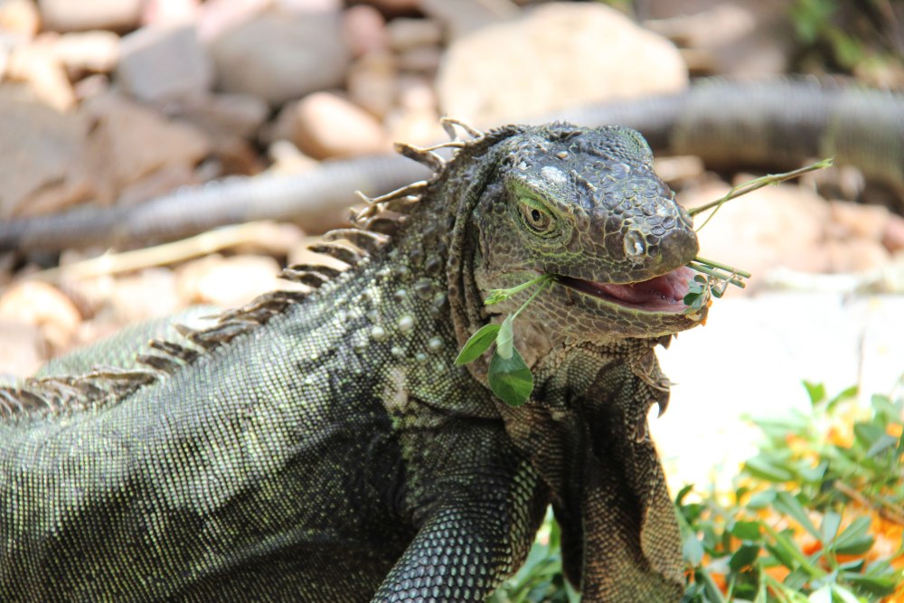 Рептилии парка Крюгер