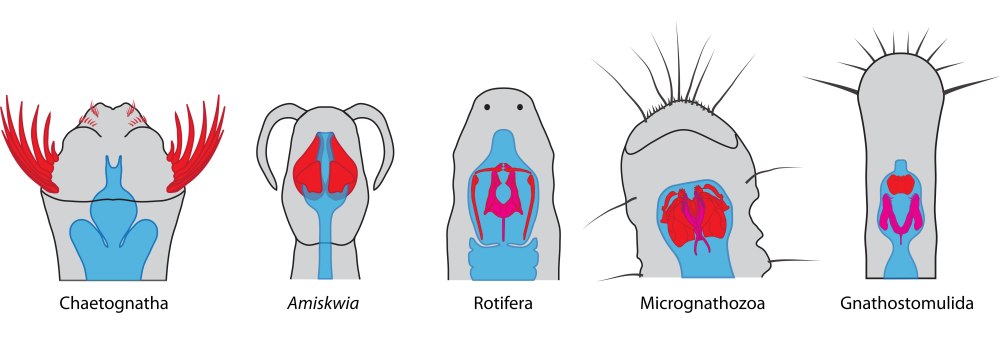 Micrognathozoa строение
