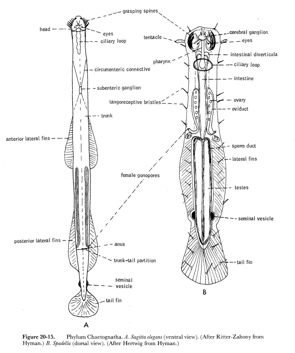 Щетинкочелюстные Chaetognatha