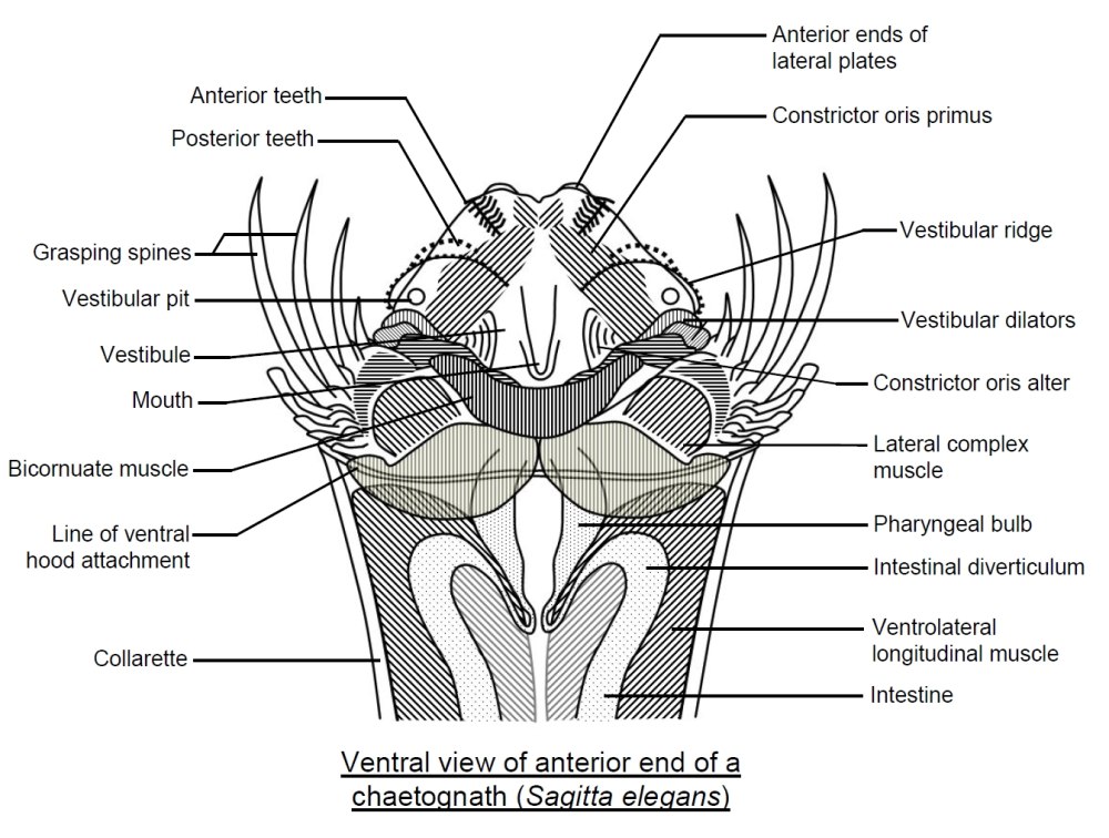 Aix galericulata musculature