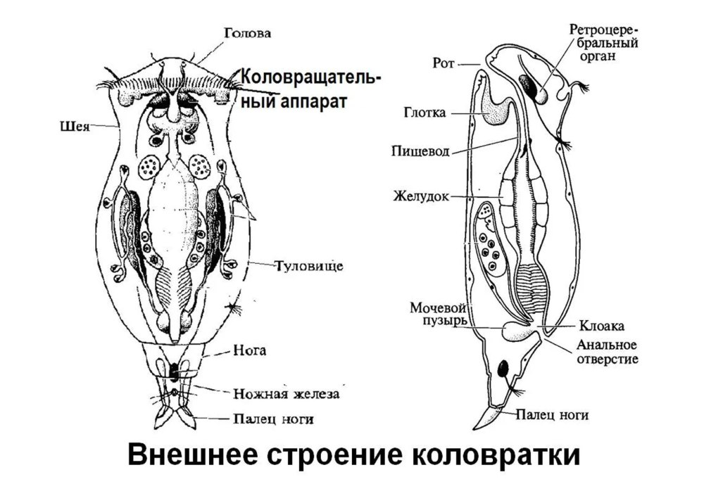 Схема строения коловратки