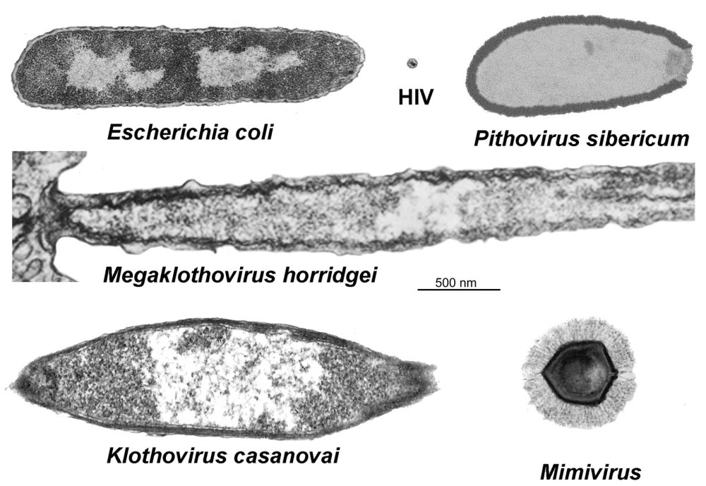 Megaklothovirus horridgei