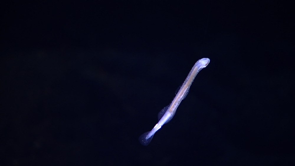 Worm's arrow plumage