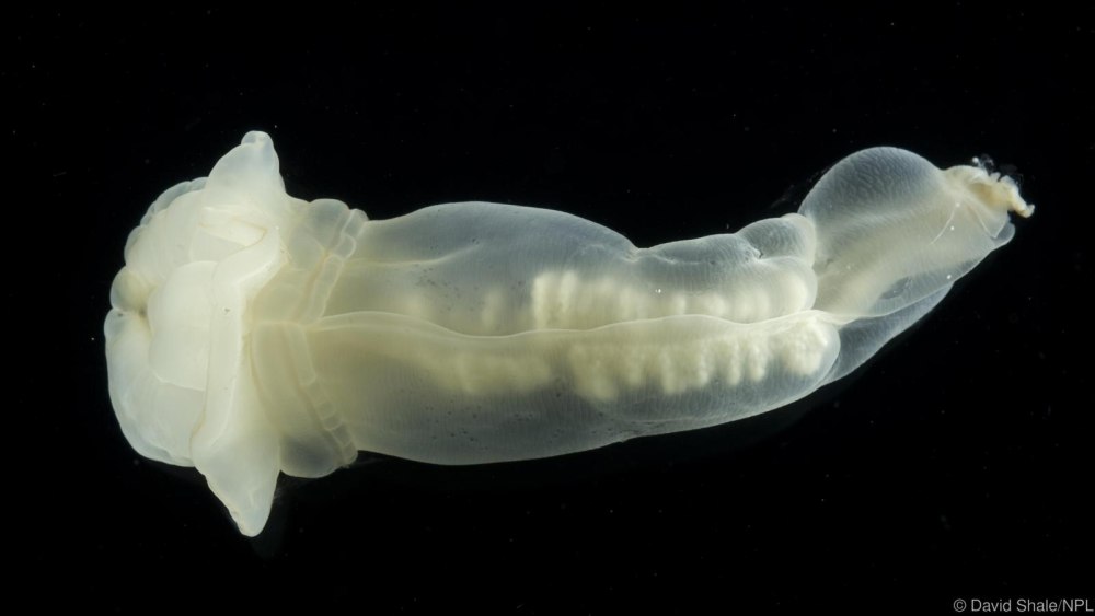 Paratrichodorus