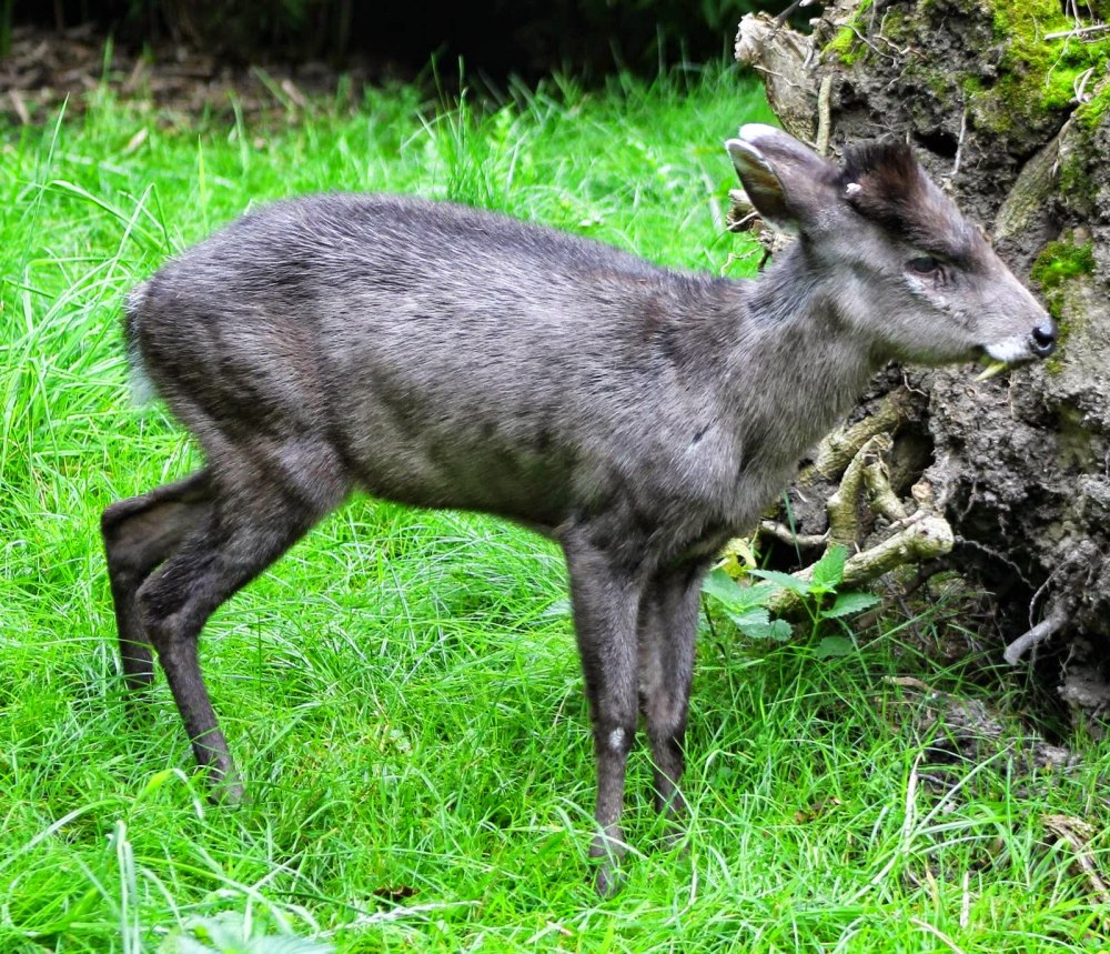 Elaphodus Cephalophus