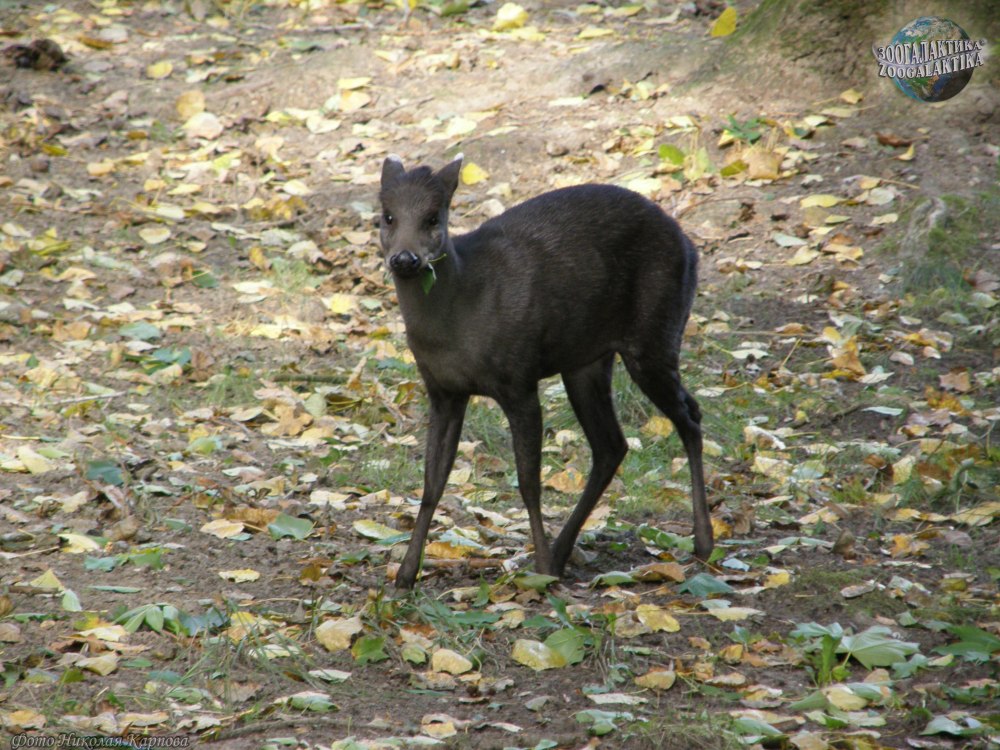 Хохлатый олень (Elaphodus Cephalophus)