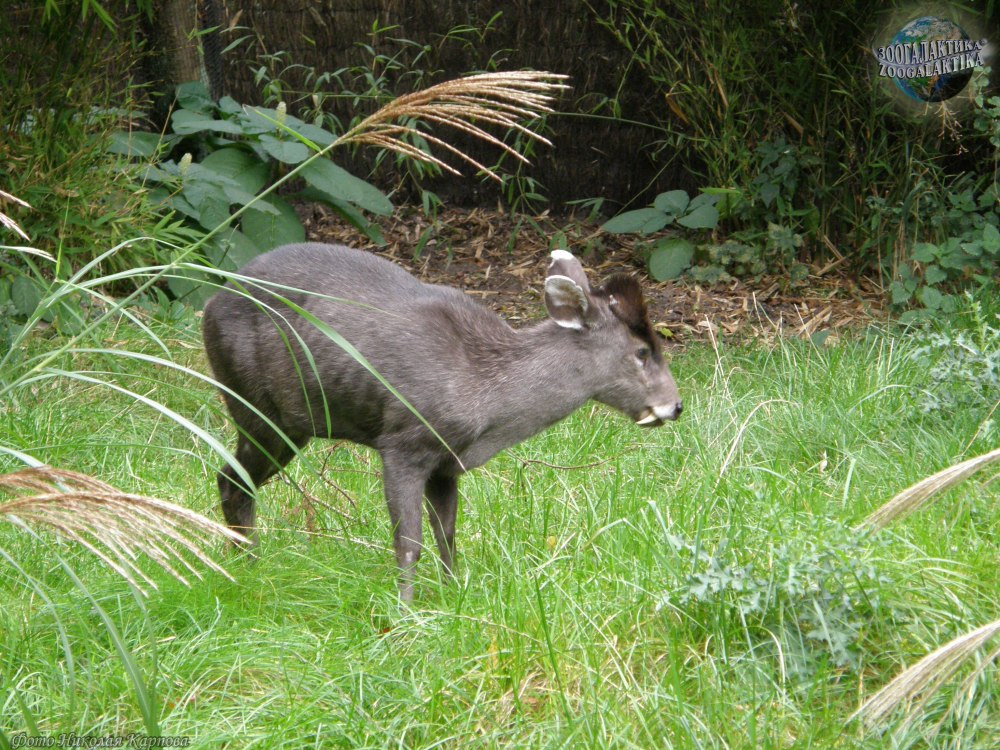 Elaphodus Cephalophus