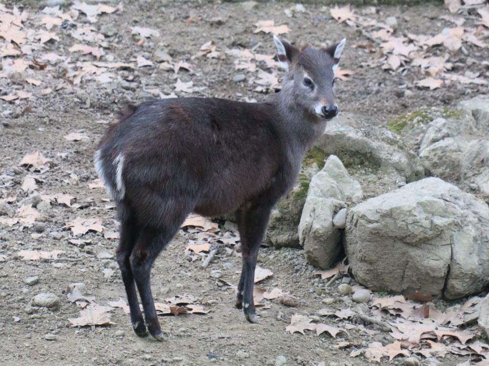 Tufted Deer
