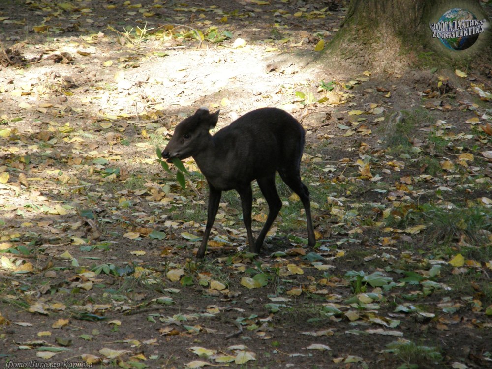 Tufted Deer