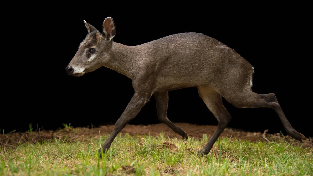 Elaphodus Cephalophus