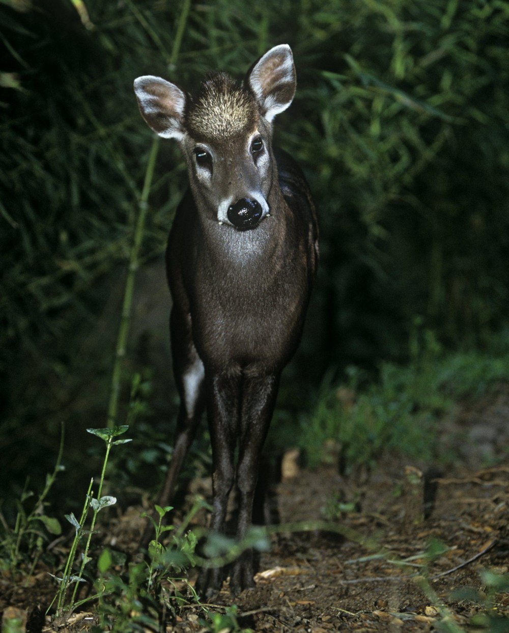 Chevrotain фото