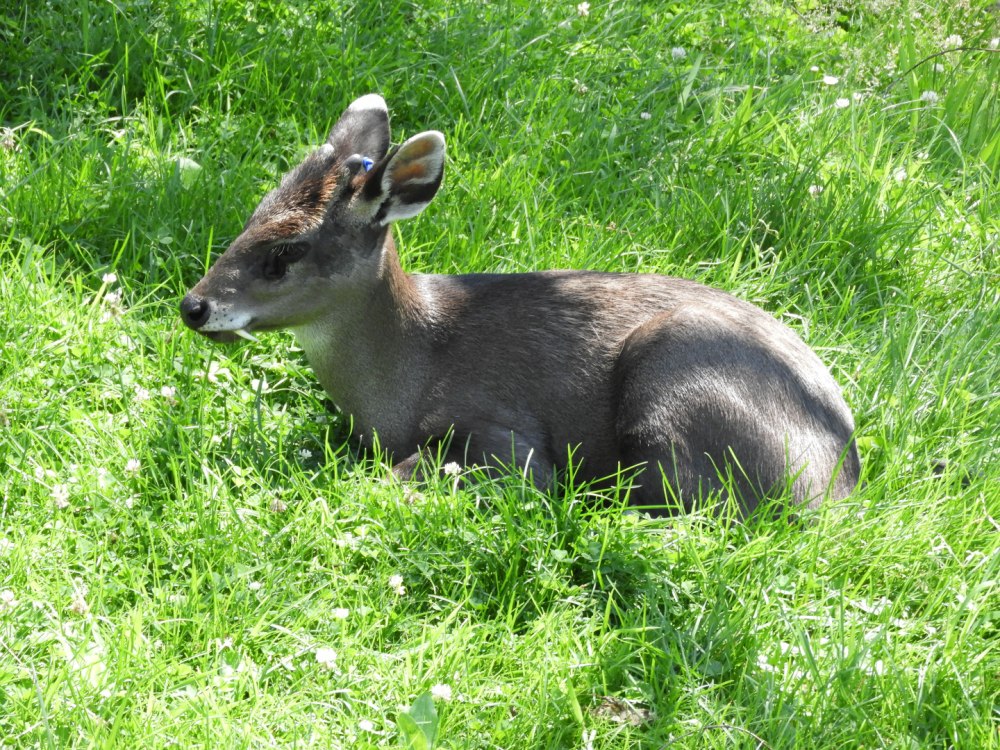 Elaphodus Cephalophus