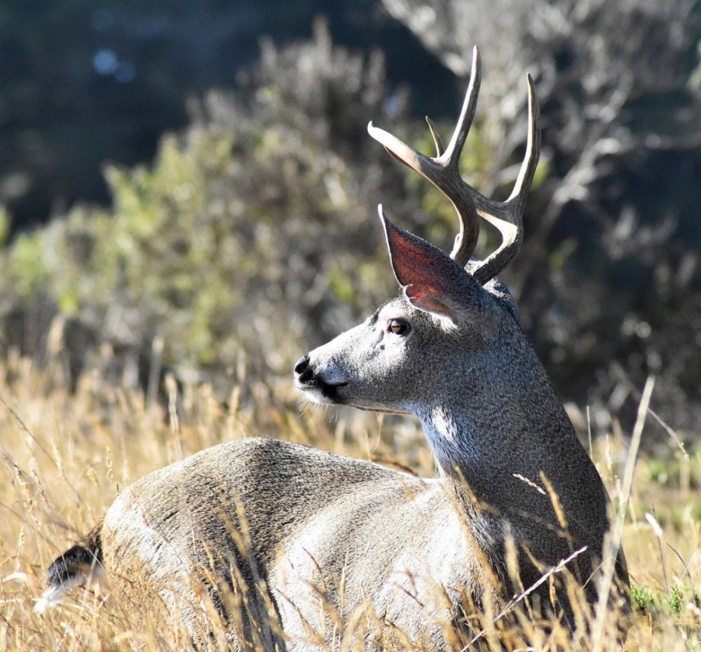 Buck Deer