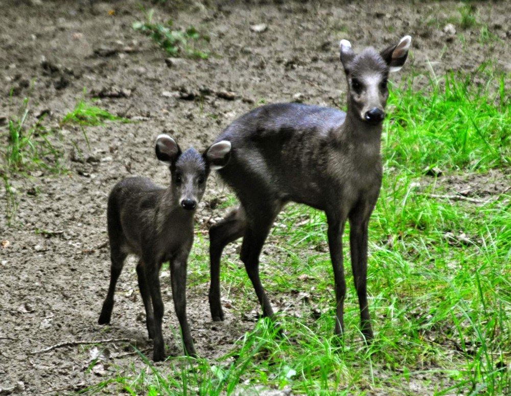 Elaphodus Cephalophus