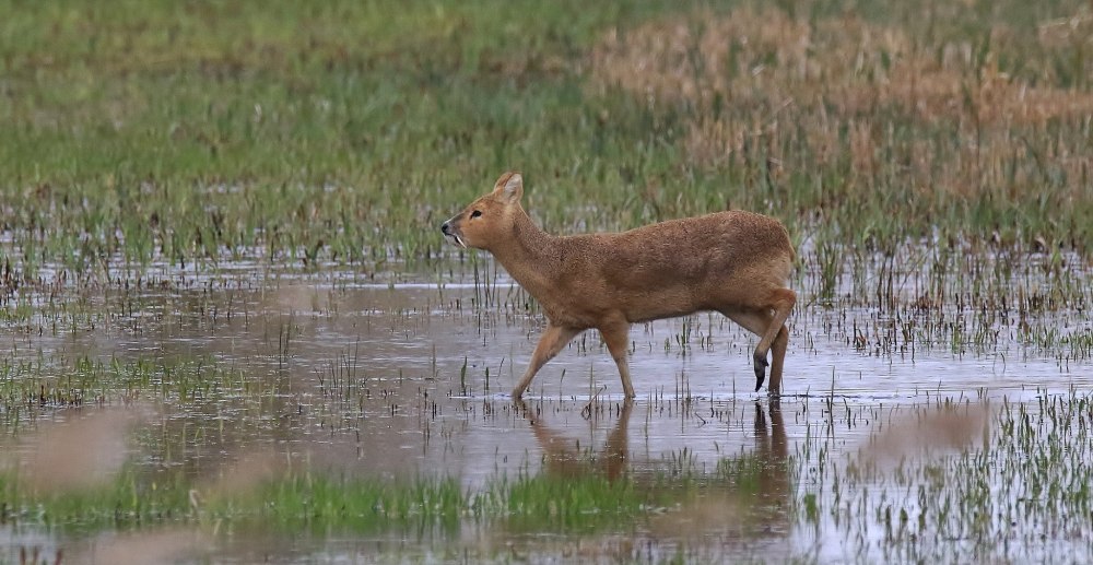Корейский водяной олень