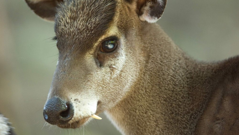 Chinese Tufted Deer