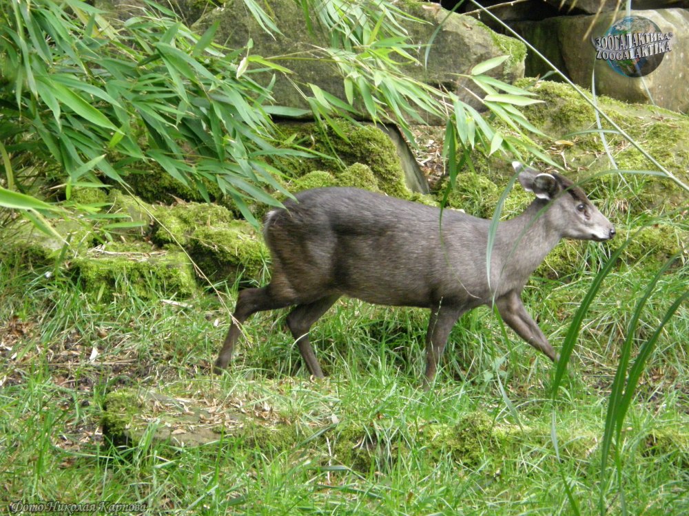 Elaphodus Cephalophus