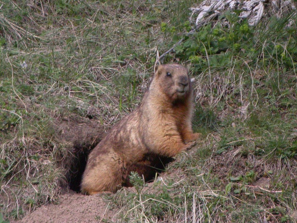 Marmota baibacina) серый сурок