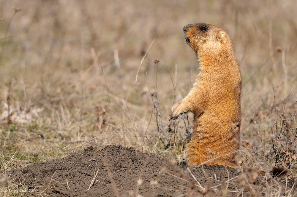 Marmota Bobak