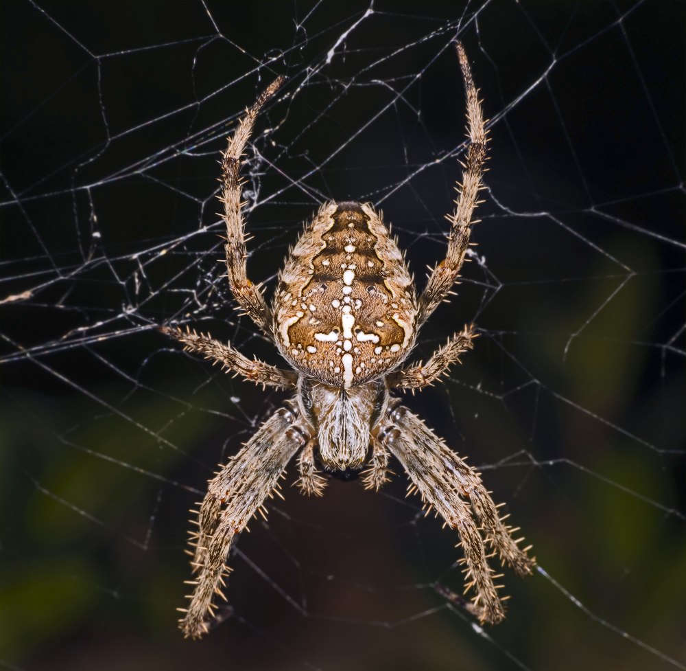 Araneus diadematus паук крестовик