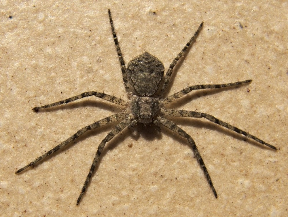 Philodromus margaritatus