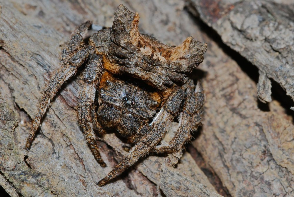 Darwin's Bark Spider