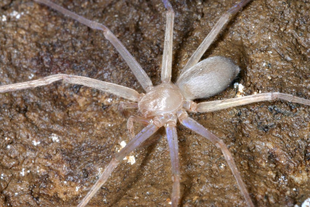 Паук-охотник (Sparassidae)