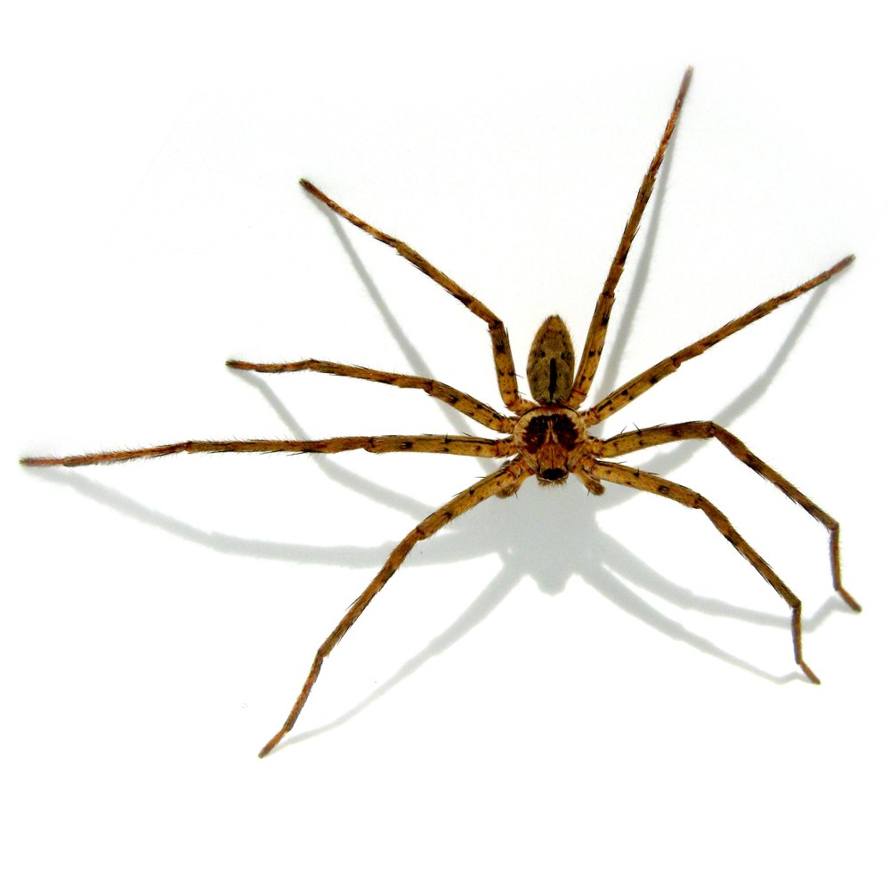 Sparassidae паук