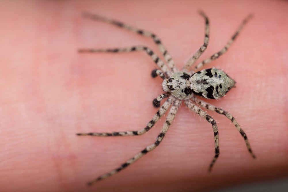 Филодромус жемчужный Philodromus margaritatus