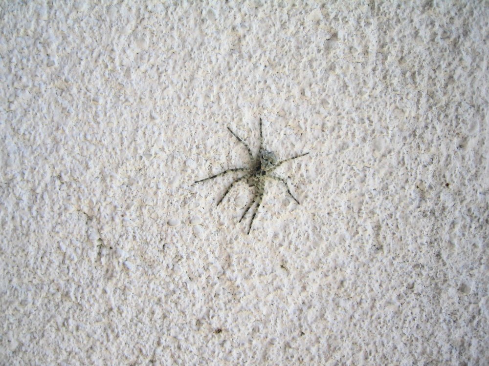 Паук Philodromus margaritatus