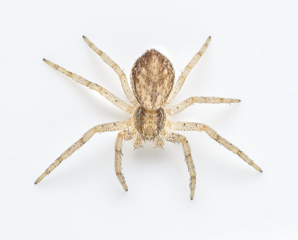 Philodromus cespitum паук