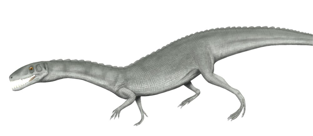 Teleocrater rhadinus