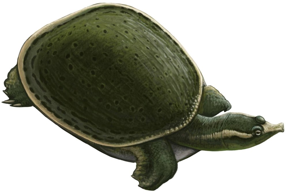 Plastomenus acupictus вымершая черепаха