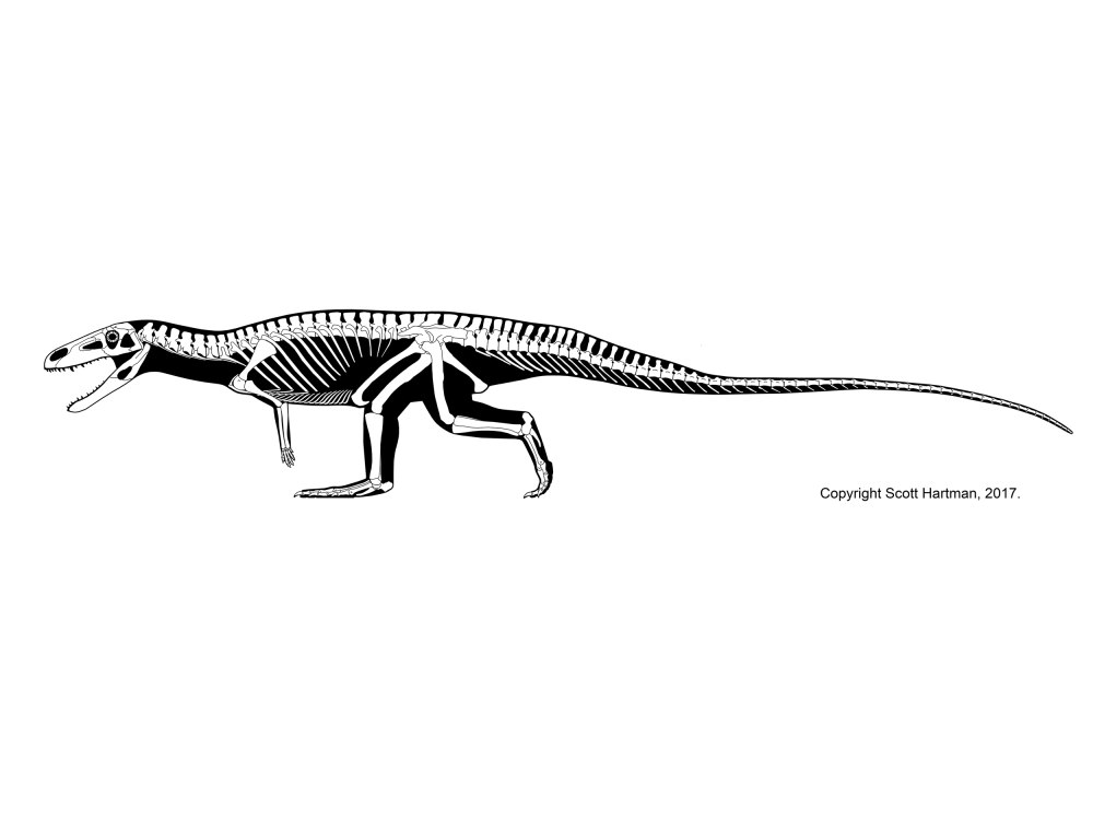 Poposaurus gracilis