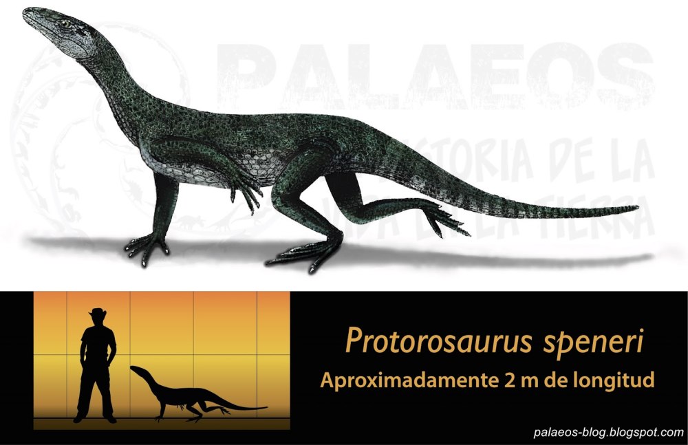 Protorosaurus speneri