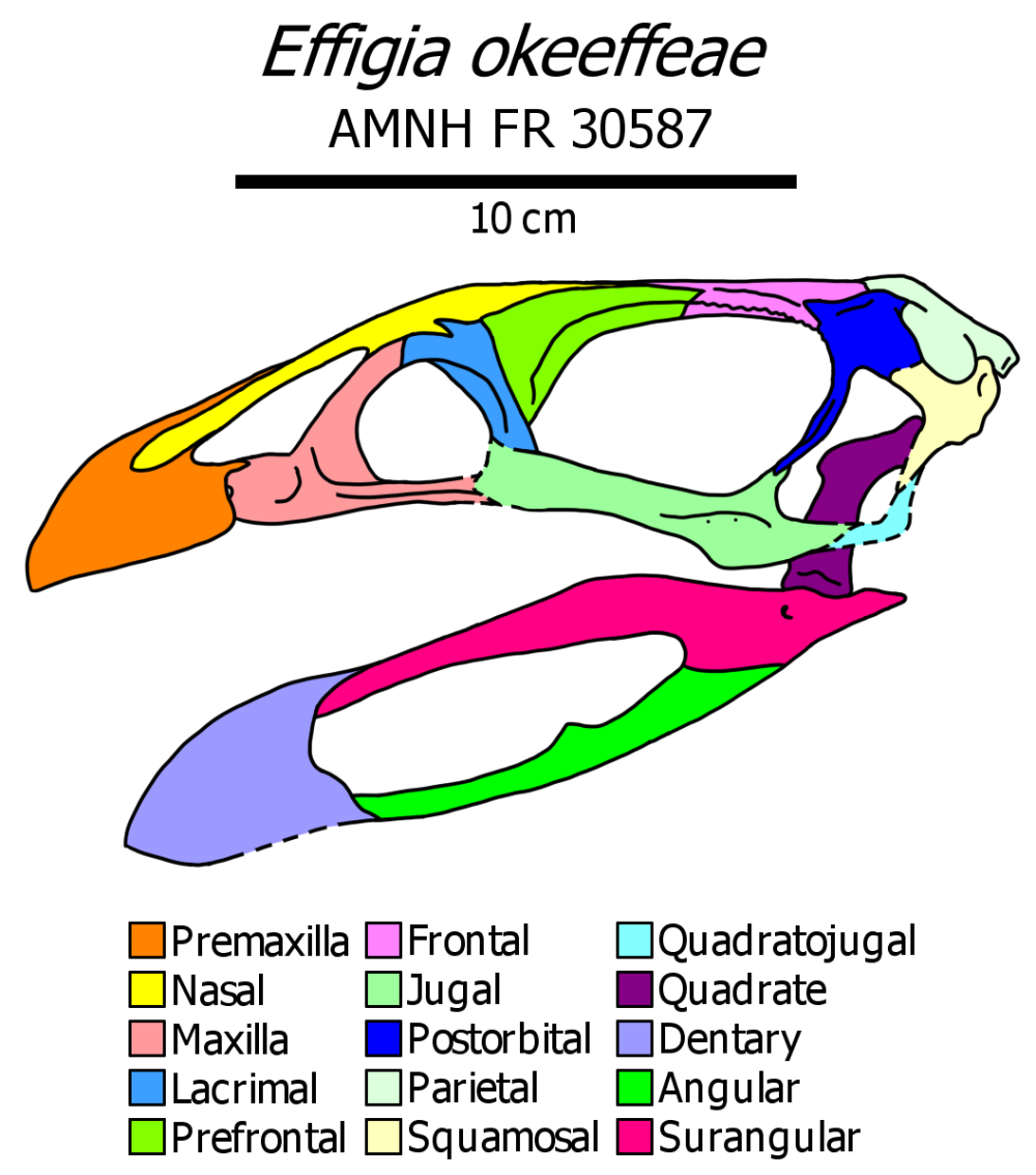 Effigia