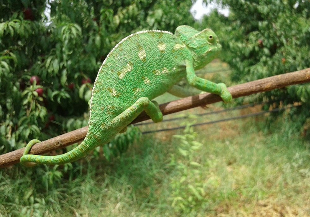 Hylonomus
