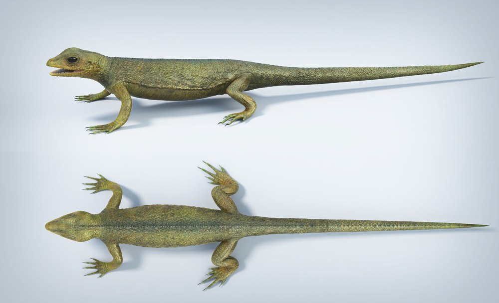 Hylonomus lyelli