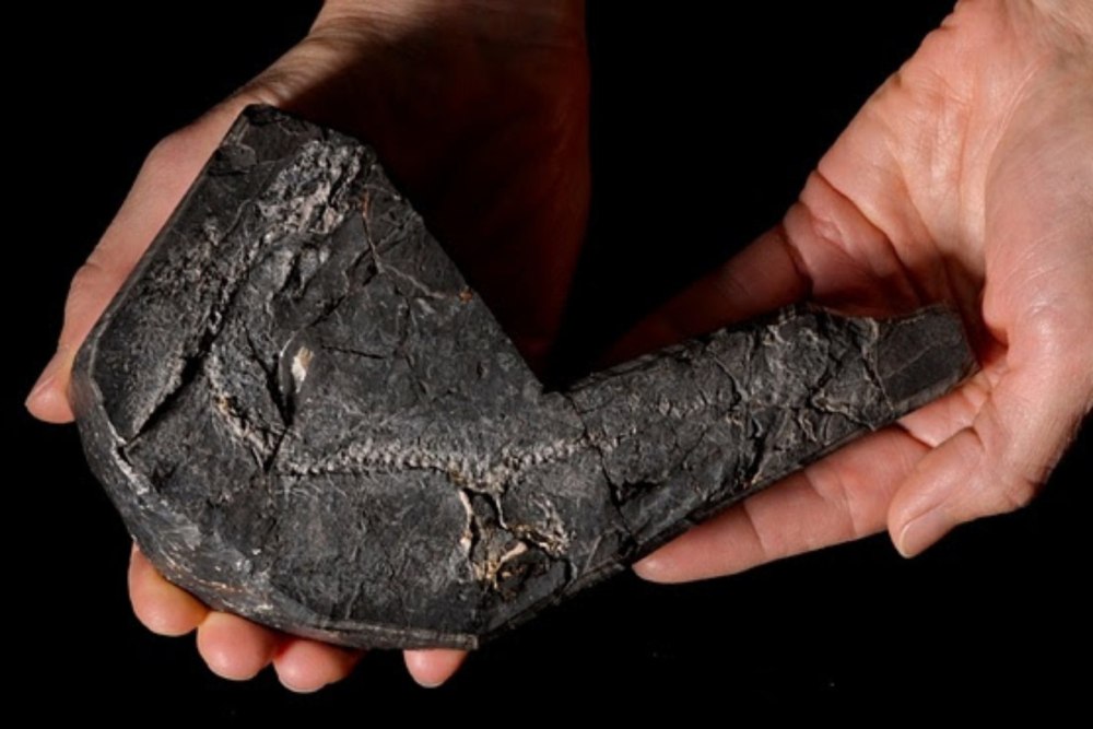 Scotland Fossils