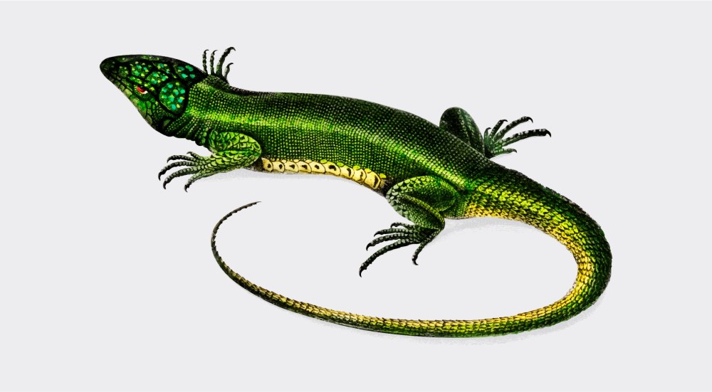 Lacerta viridis рисунок