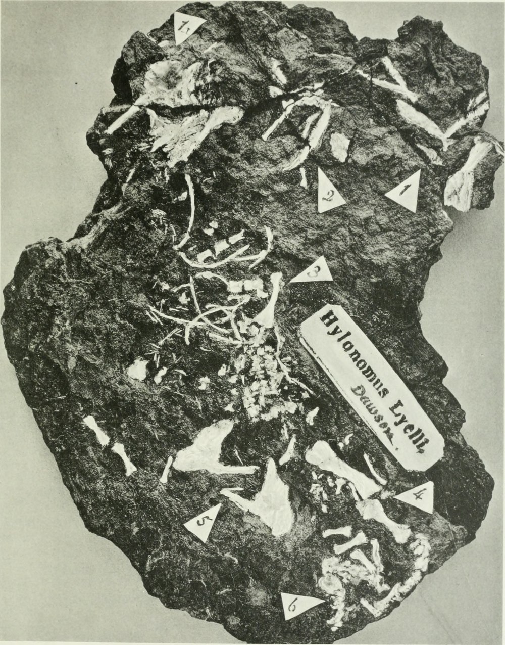 Paleothyris фото