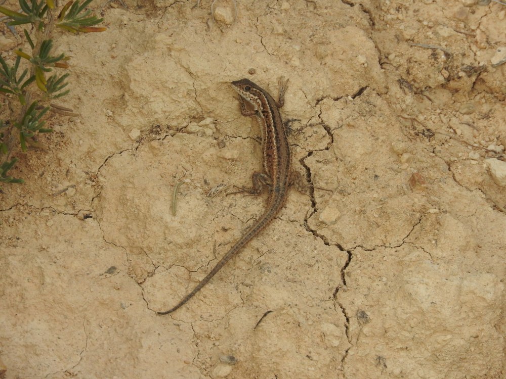 Pseudocheirus occidentalis